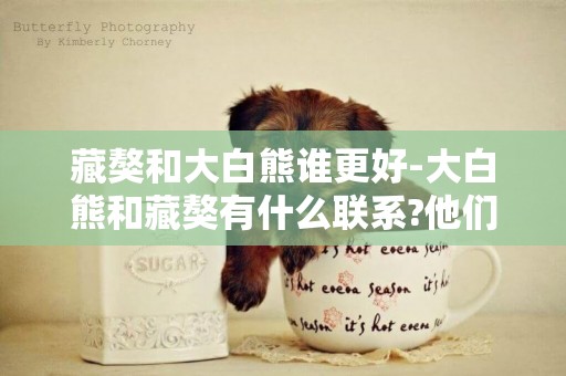 藏獒和大白熊誰更好-大白熊和藏獒有什么聯系?他們長的好像