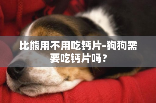比熊用不用吃鈣片-狗狗需要吃鈣片嗎？
