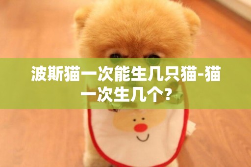 波斯貓一次能生幾只貓-貓一次生幾個？