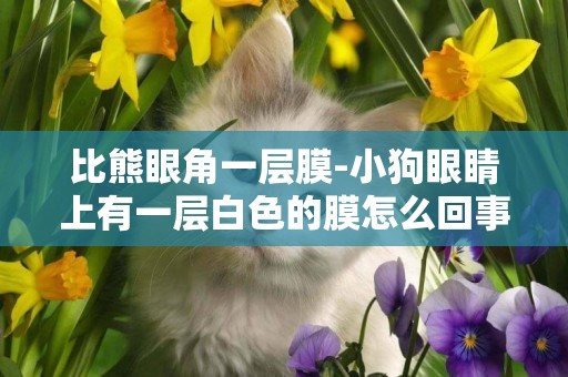 比熊眼角一層膜-小狗眼睛上有一層白色的膜怎么回事