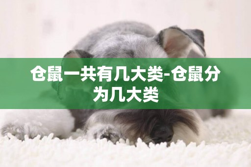 倉鼠一共有幾大類-倉鼠分為幾大類