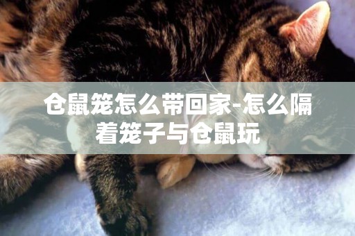 倉鼠籠怎么帶回家-怎么隔著籠子與倉鼠玩