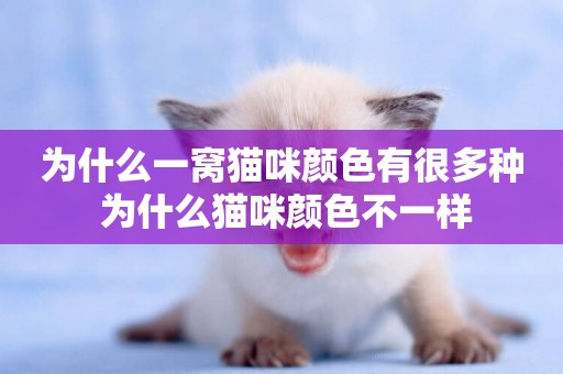 為什么一窩貓咪顏色有很多種 為什么貓咪顏色不一樣
