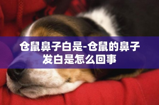 倉鼠鼻子白是-倉鼠的鼻子發白是怎么回事