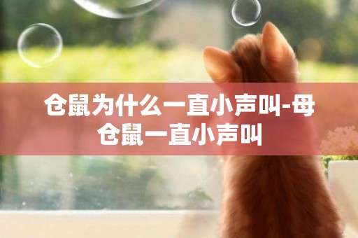 倉鼠為什么一直小聲叫-母倉鼠一直小聲叫