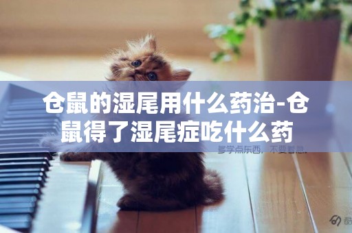 倉鼠的濕尾用什么藥治-倉鼠得了濕尾癥吃什么藥