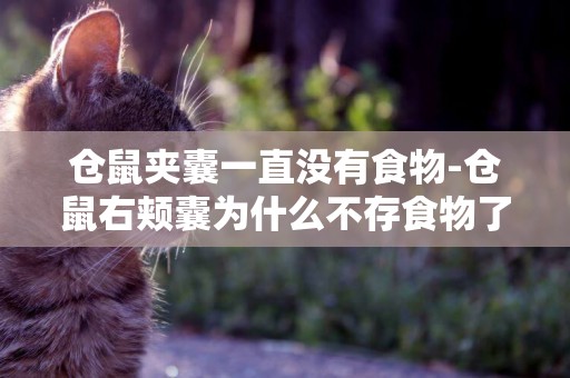 倉鼠夾囊一直沒有食物-倉鼠右頰囊為什么不存食物了？