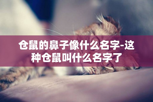 倉鼠的鼻子像什么名字-這種倉鼠叫什么名字了