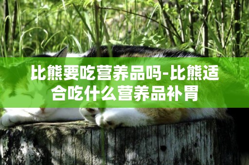 比熊要吃營養品嗎-比熊適合吃什么營養品補胃