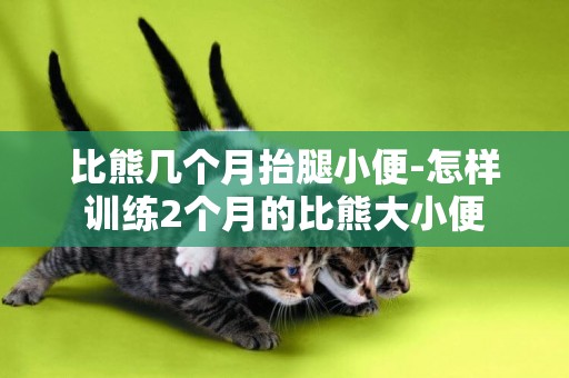 比熊幾個月抬腿小便-怎樣訓練2個月的比熊大小便
