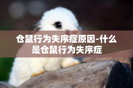倉鼠行為失序癥原因-什么是倉鼠行為失序癥