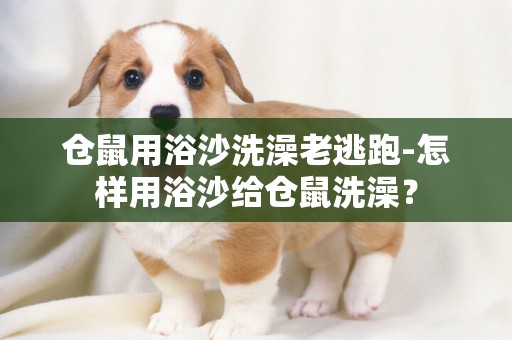倉鼠用浴沙洗澡老逃跑-怎樣用浴沙給倉鼠洗澡？