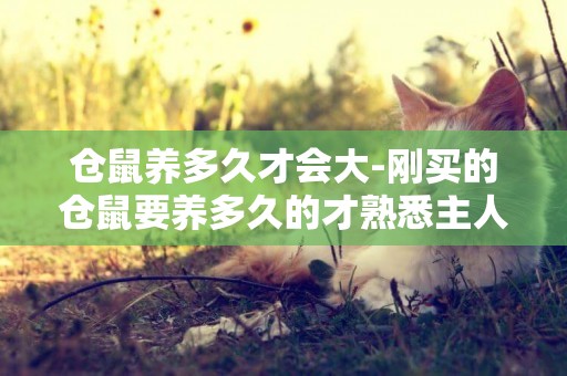 倉鼠養多久才會大-剛買的倉鼠要養多久的才熟悉主人呢？