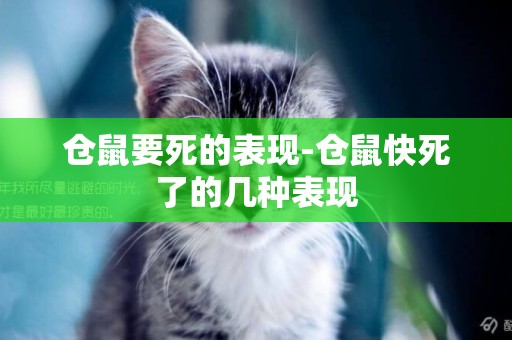 倉鼠要死的表現-倉鼠快死了的幾種表現