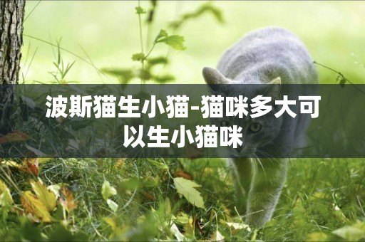 波斯貓生小貓-貓咪多大可以生小貓咪