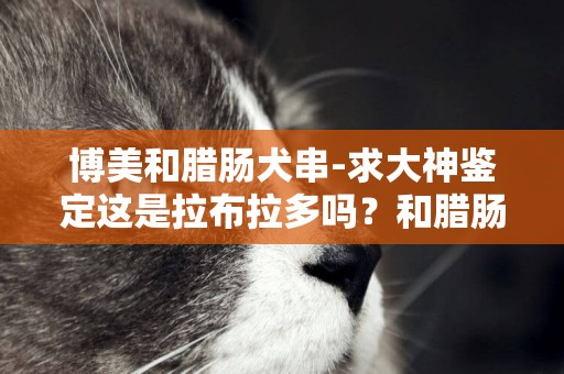 博美和臘腸犬串-求大神鑒定這是拉布拉多嗎？和臘腸串的？