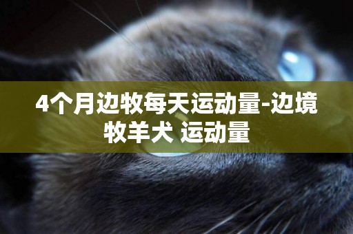 4個月邊牧每天運動量-邊境牧羊犬 運動量