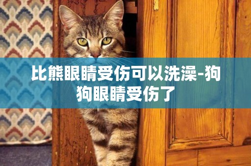 比熊眼睛受傷可以洗澡-狗狗眼睛受傷了