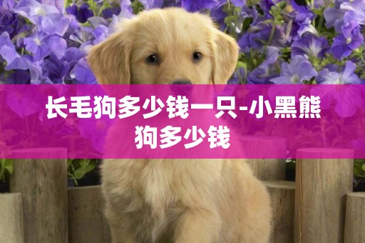 長毛狗多少錢一只-小黑熊狗多少錢