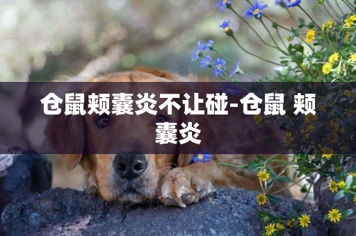 倉鼠頰囊炎不讓碰-倉鼠 頰囊炎