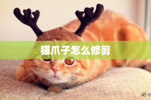 貓爪子怎么修剪