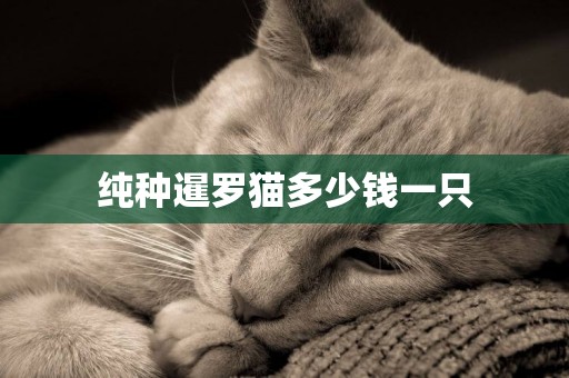 純種暹羅貓多少錢一只