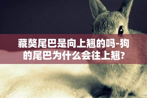 藏獒尾巴是向上翹的嗎-狗的尾巴為什么會往上翹?