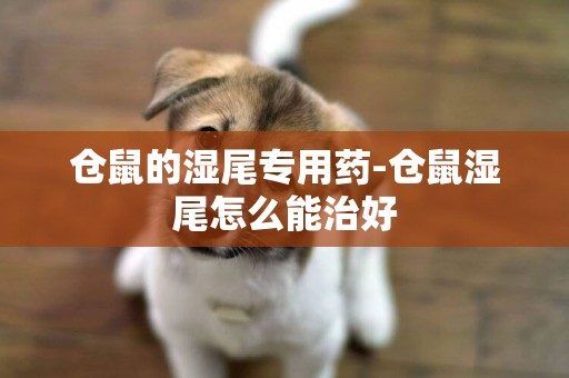 倉鼠的濕尾專用藥-倉鼠濕尾怎么能治好