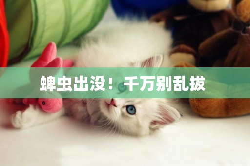 蜱蟲出沒！千萬別亂拔 