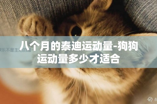 八個月的泰迪運動量-狗狗運動量多少才適合