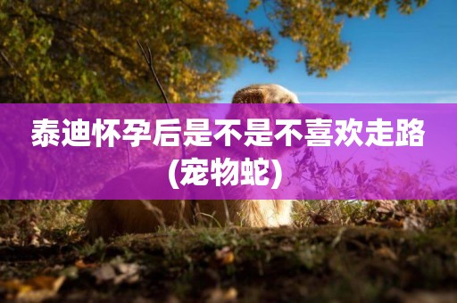 泰迪懷孕后是不是不喜歡走路(寵物蛇) 