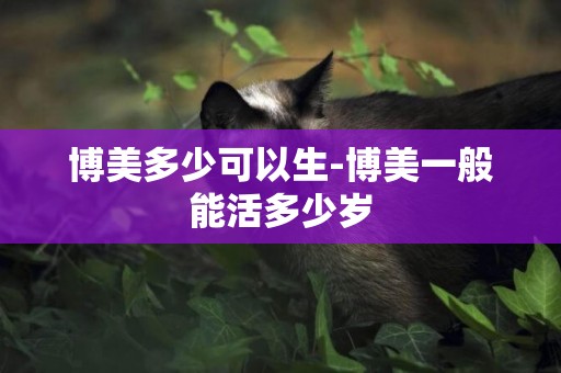 博美多少可以生-博美一般能活多少歲
