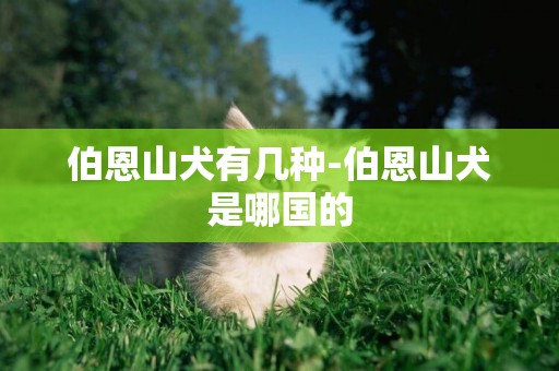 伯恩山犬有幾種-伯恩山犬是哪國的