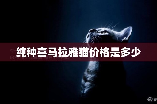 純種喜馬拉雅貓價格是多少