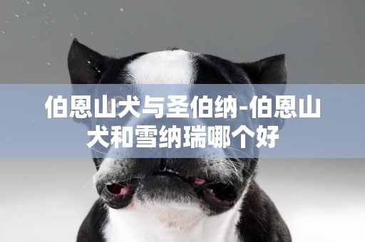 伯恩山犬與圣伯納-伯恩山犬和雪納瑞哪個好