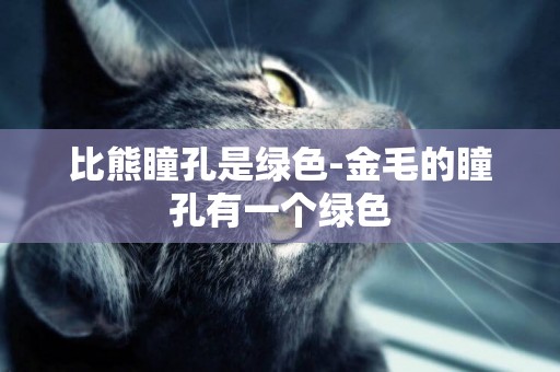 比熊瞳孔是綠色-金毛的瞳孔有一個綠色