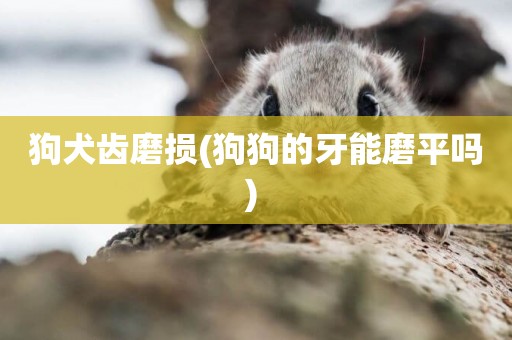 狗犬齒磨損(狗狗的牙能磨平嗎) 