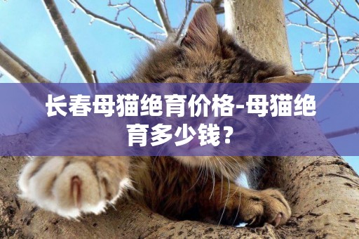 長春母貓絕育價格-母貓絕育多少錢？