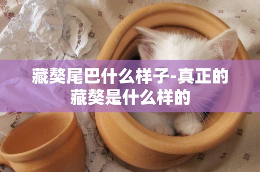 藏獒尾巴什么樣子-真正的藏獒是什么樣的