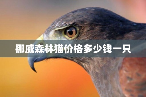 挪威森林貓價格多少錢一只