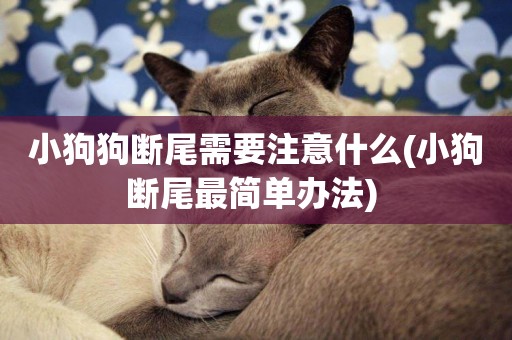 小狗狗斷尾需要注意什么(小狗斷尾最簡單辦法) 
