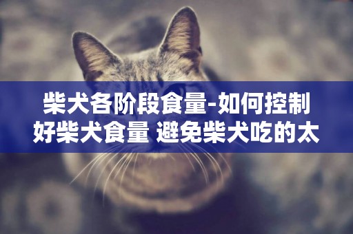 柴犬各階段食量-如何控制好柴犬食量 避免柴犬吃的太多