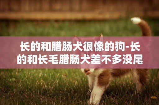 長的和臘腸犬很像的狗-長的和長毛臘腸犬差不多沒尾巴是什么狗