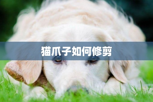 貓爪子如何修剪