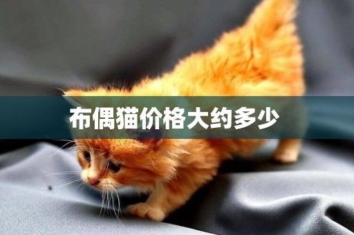 布偶貓價格大約多少 