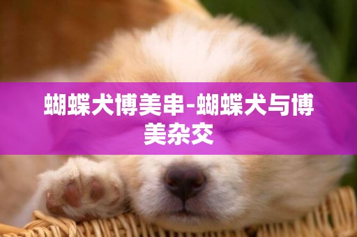 蝴蝶犬博美串-蝴蝶犬與博美雜交