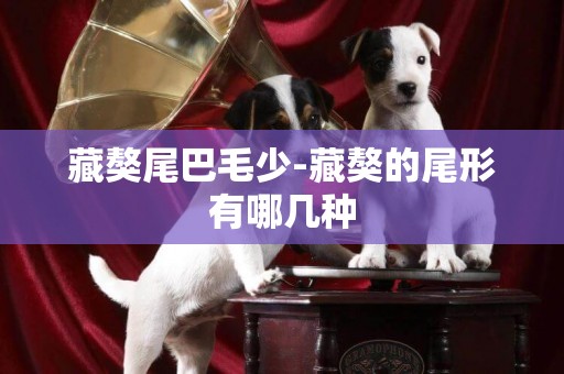 藏獒尾巴毛少-藏獒的尾形有哪幾種