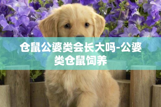 倉鼠公婆類會長大嗎-公婆類倉鼠飼養