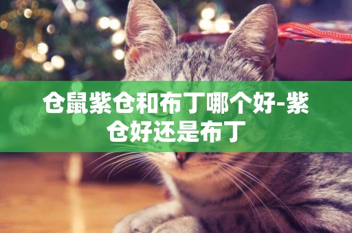 倉鼠紫倉和布丁哪個好-紫倉好還是布丁