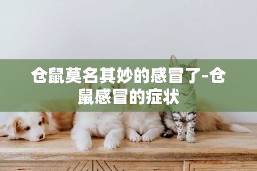 倉鼠莫名其妙的感冒了-倉鼠感冒的癥狀